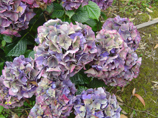 Hydrangea macrophylla  'Alpengluhen' 