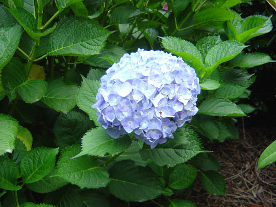 Hydrangea macrophylla  'Altona' 