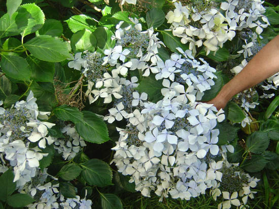 Hydrangea macrophylla  'Beaute Vendomoise' 