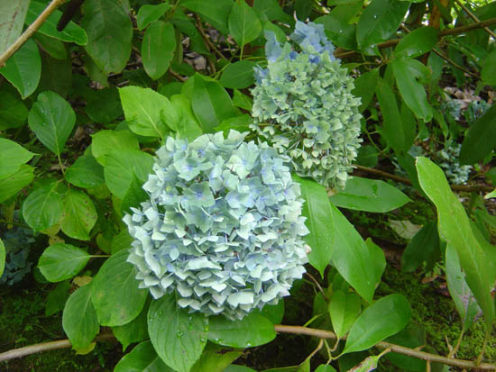 Hydrangea macrophylla  'Pompadour' 
