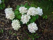 hydrangea