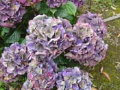 hydrangea