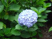 hydrangea