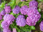 hydrangea