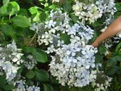 hydrangea