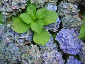 hydrangea