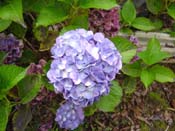 hydrangea