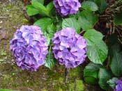 hydrangea