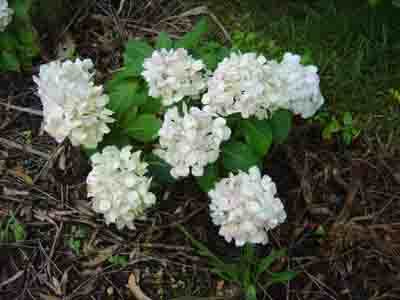 Hydrangea macrophylla  'Agnes Pavelli' 
