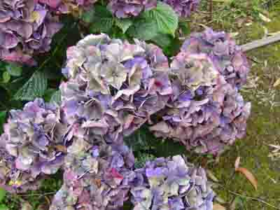 Hydrangea macrophylla  'Alpengluhen' 