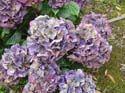 hydrangea