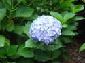 hydrangea