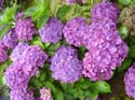 hydrangea