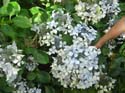 hydrangea