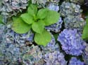 hydrangea