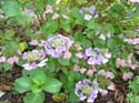 hydrangea