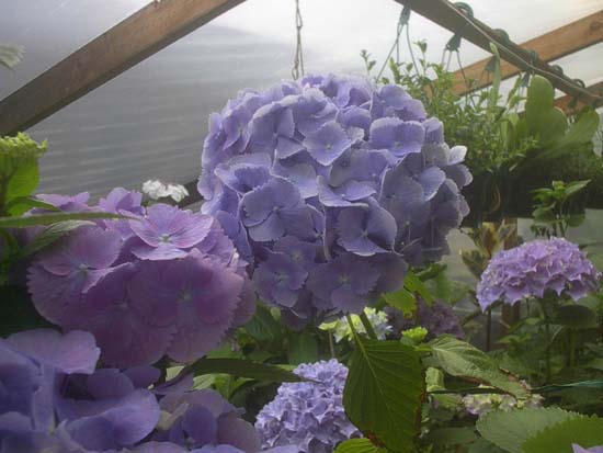 macrophylla
