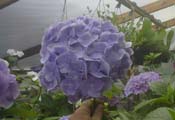 macrophylla