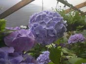 macrophylla