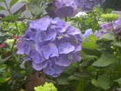 macrophylla