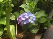 macrophylla