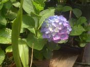 macrophylla